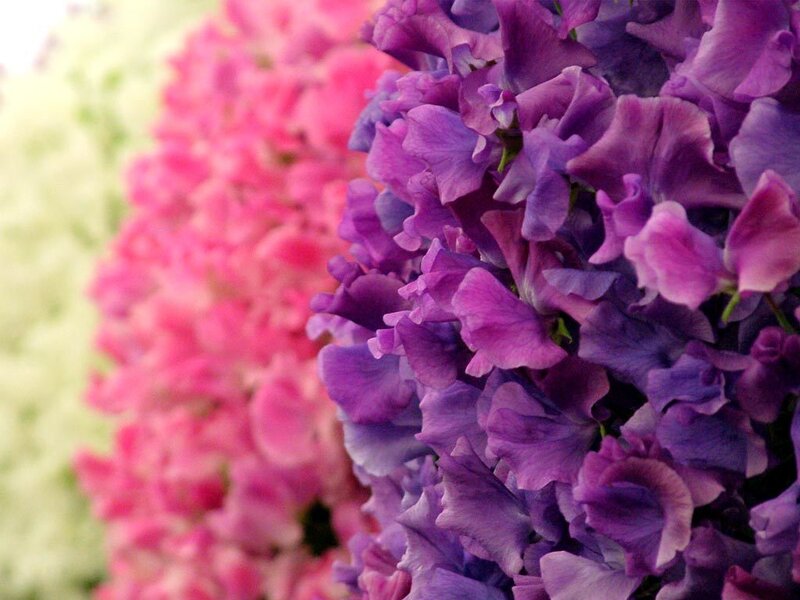 Purple and Pink Flowers — Calm, Photograph, Bloom