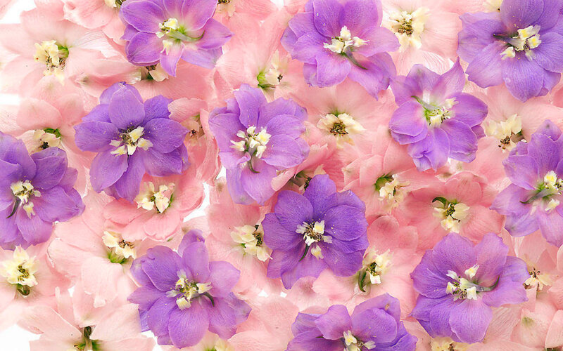 Purple and Pink Flowers — Calm, Photograph, Petals, Centers