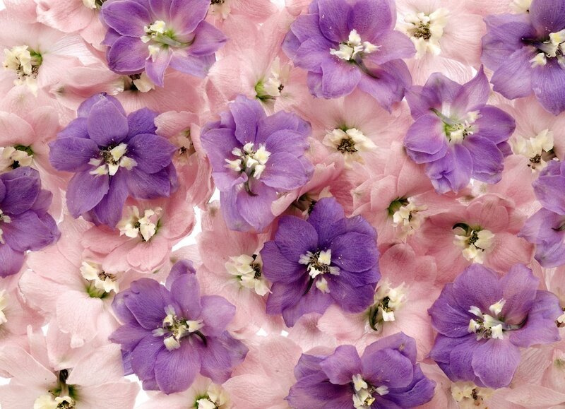Purple and Pink Flowers — Calm, Photograph, Petals