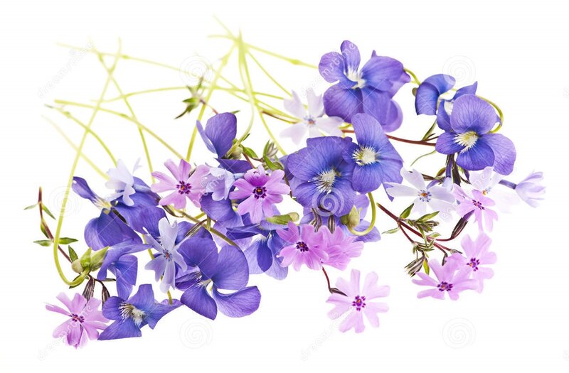 Purple and Pink Flowers — Calm, Spring, Photograph, Stems