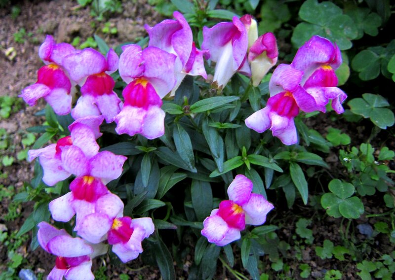 Purple and Pink Flowers — Calm, Spring, Photograph