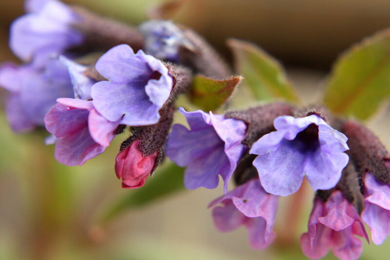 Purple and Pink Flowers — Calm, Spring