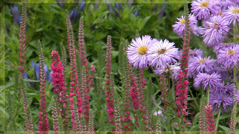 Purple and Pink Flowers — Calm, Summer