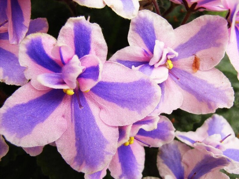 Purple and Pink Flowers — Calm
