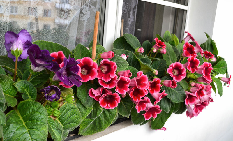 Purple and Pink Flowers — Green