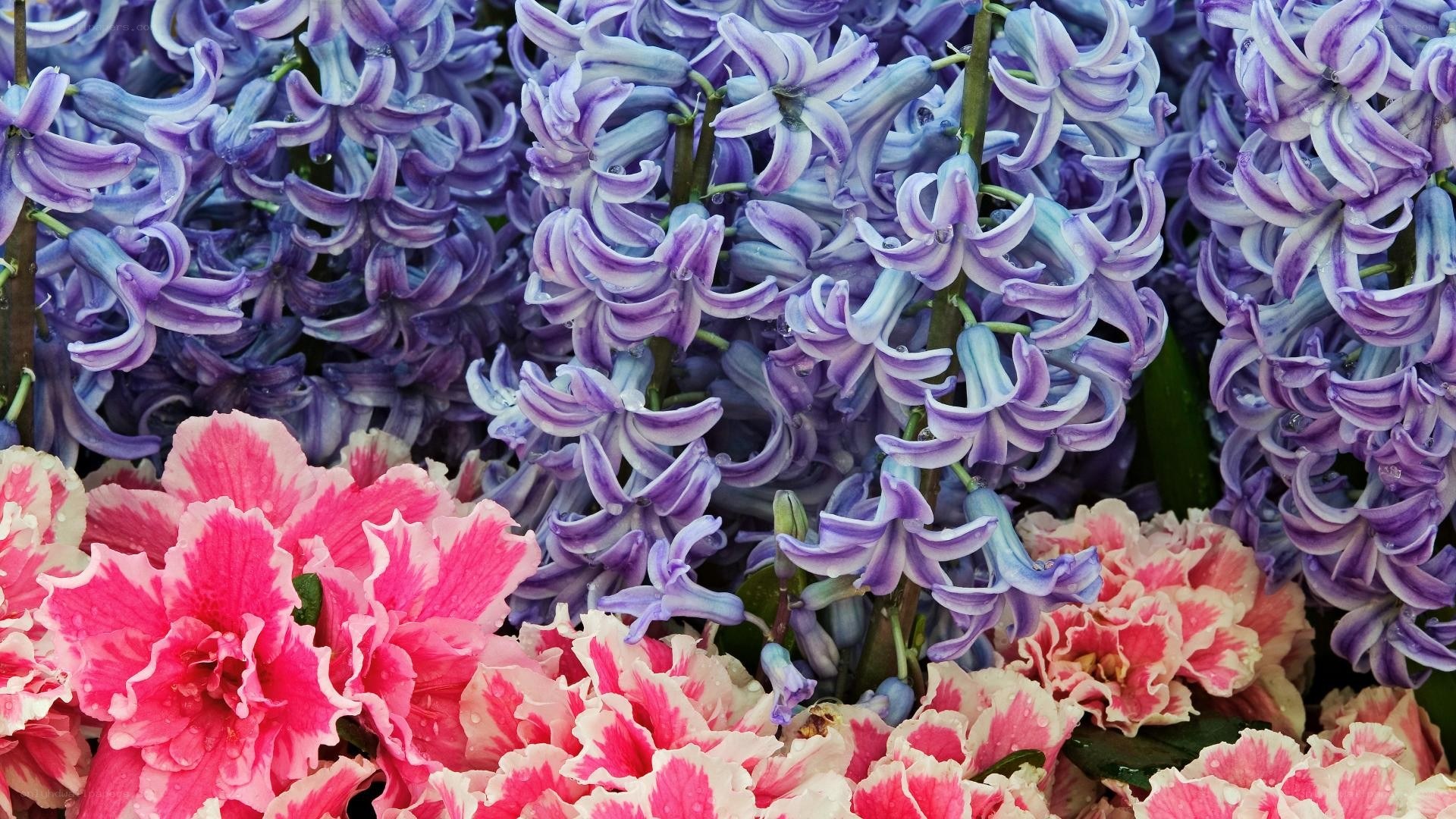 Purple and pink flowers in bloom