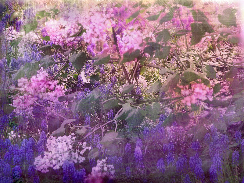purple and pink flowers in garden