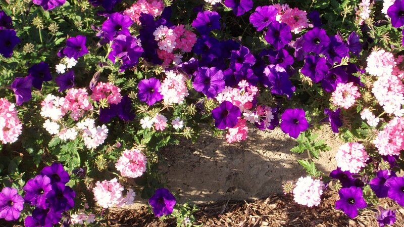 purple and pink flowers in garden