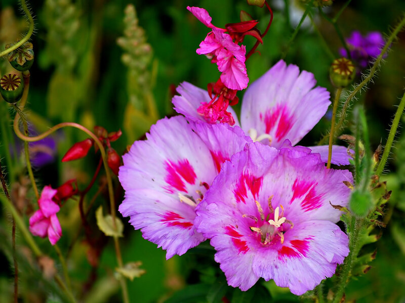purple and pink flowers in garden