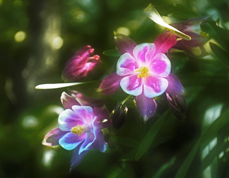 Purple and pink flowers in sunlight