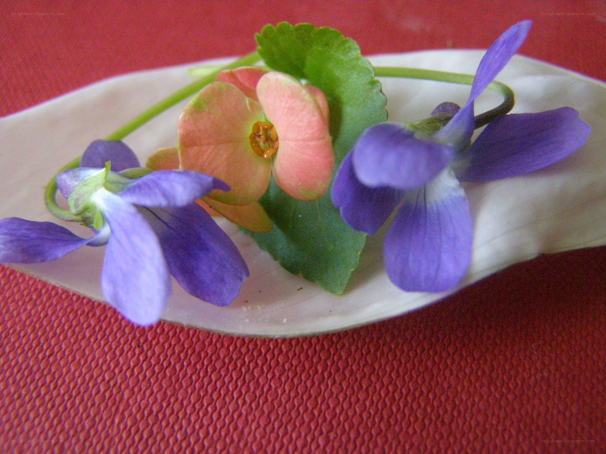 Purple and pink flowers on a leaf