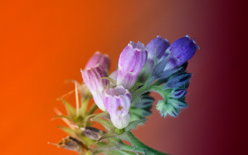 Purple and Pink Flowers — Orange