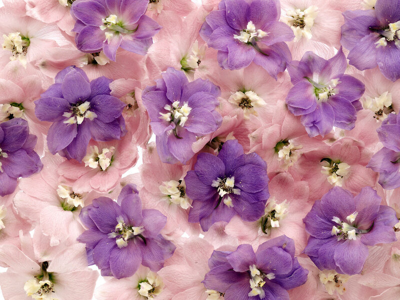 Purple and Pink Flowers — Photograph