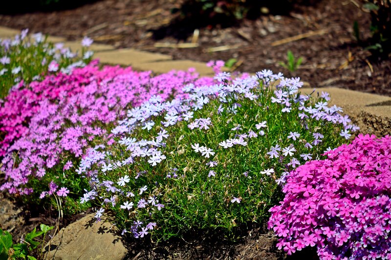 Purple and Pink Flowers — Serene, Afternoon, Photograph, Plants