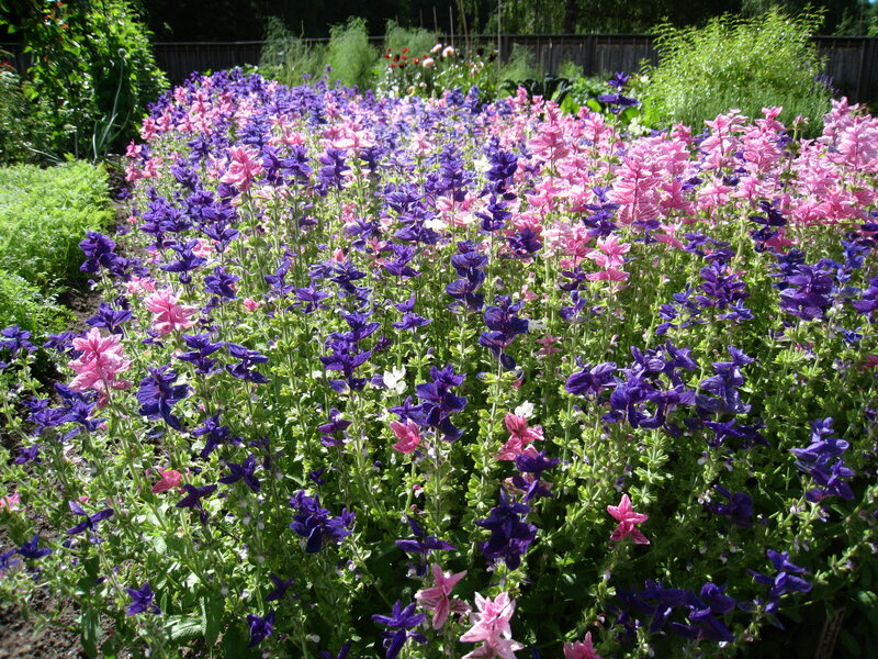 Purple and Pink Flowers — Serene, Afternoon, Photograph