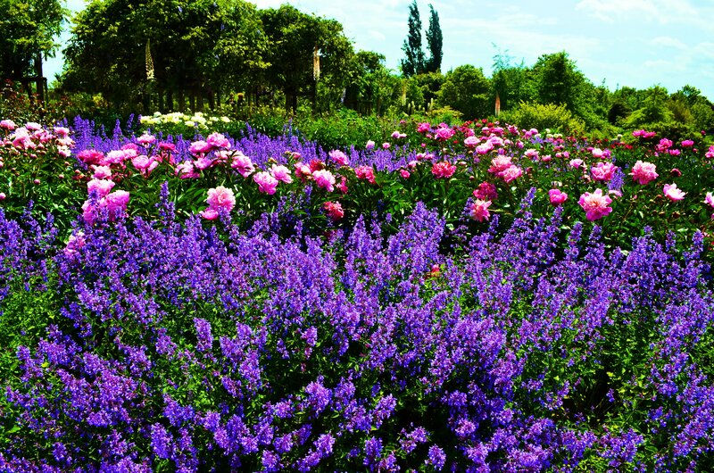 Purple and Pink Flowers — Serene, Afternoon, Photograph, Trees