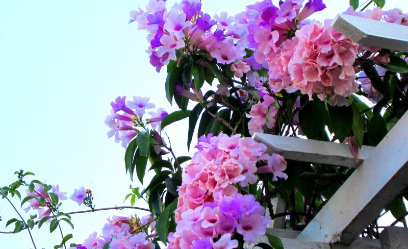 Purple and Pink Flowers — Serene, Afternoon