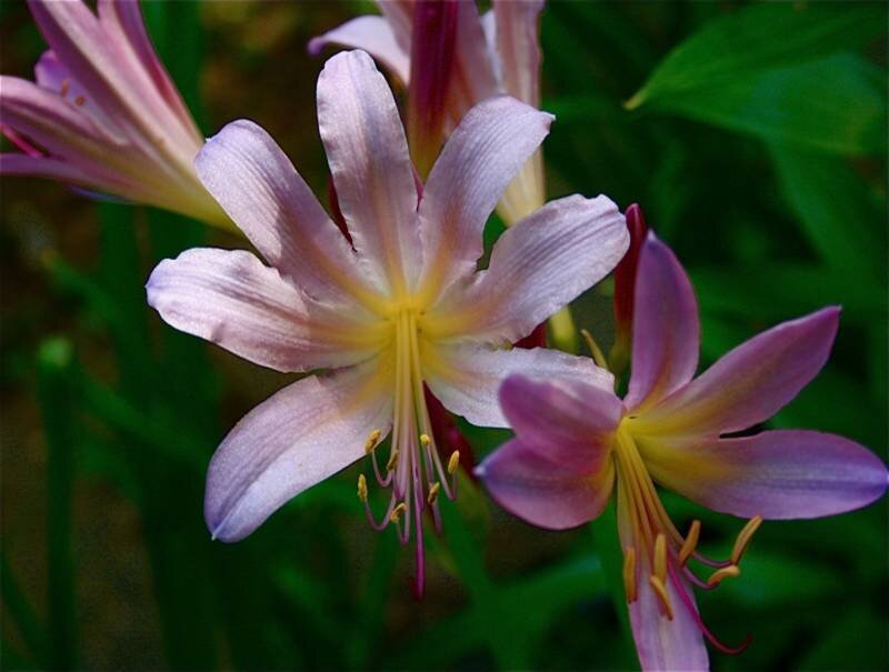 Purple and Pink Flowers — Serene, Photograph, Green Leaves