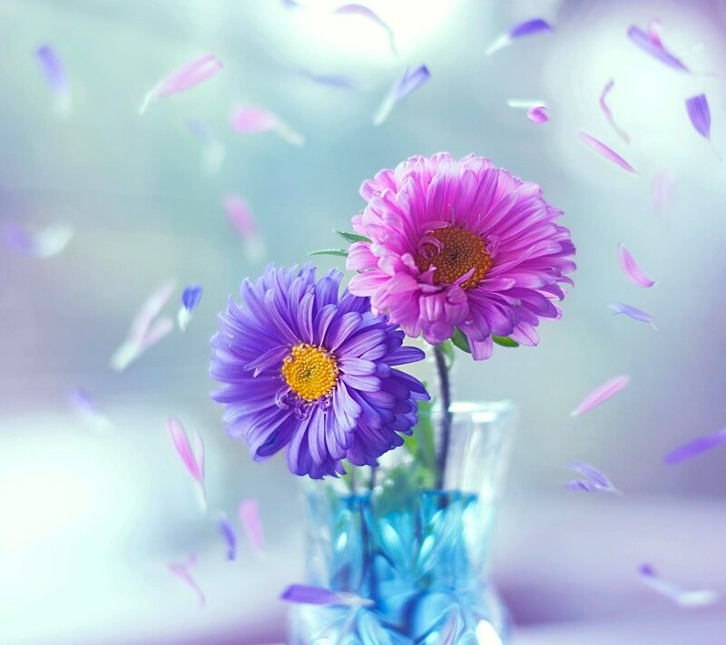 Purple and Pink Flowers — Serene, Photograph, Vase