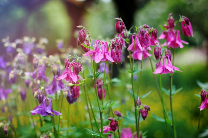 Purple and Pink Flowers — Serene, Spring, Photograph, Green Stems