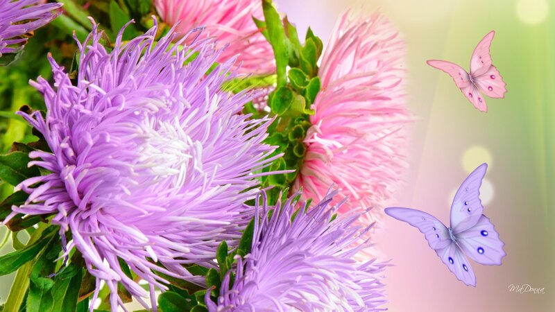 Purple and Pink Flowers — Serene, Spring, Photograph