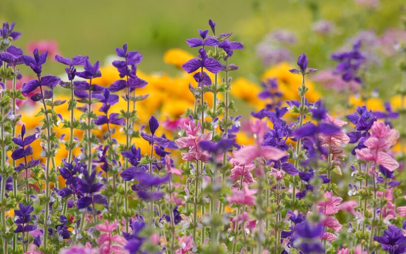 Purple and Pink Flowers — Serene, Summer, Photograph, Green Stems