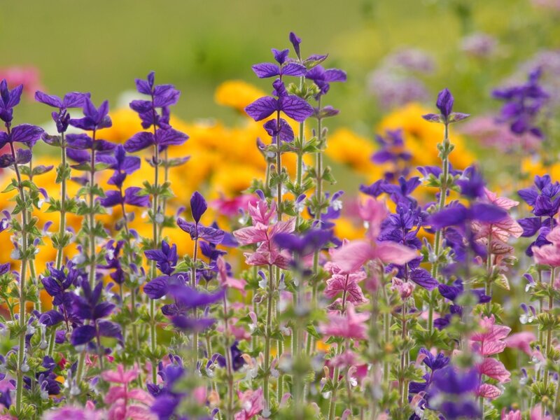 Purple and Pink Flowers — Serene, Summer, Photograph