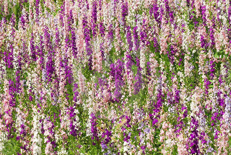 Purple and Pink Flowers — Serene, Summer