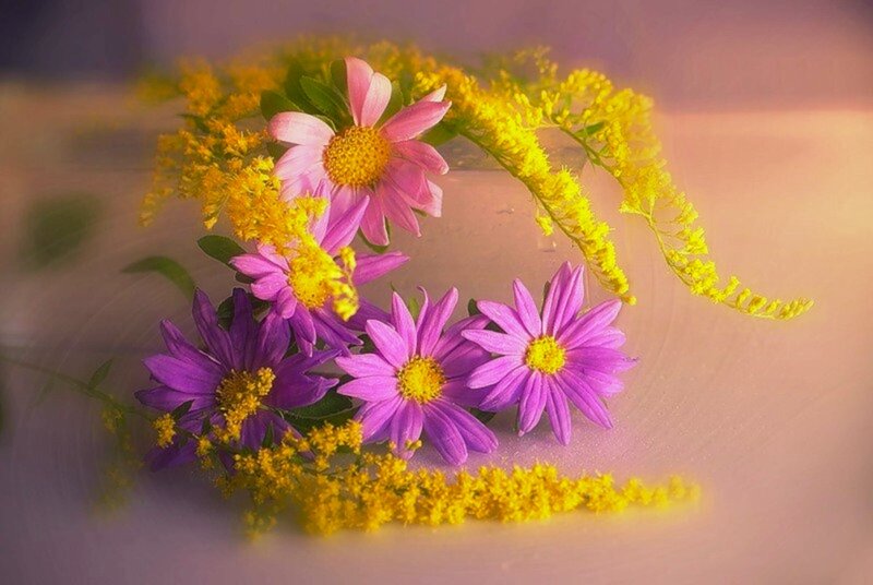 Purple and Pink Flowers — Serene, Sunset