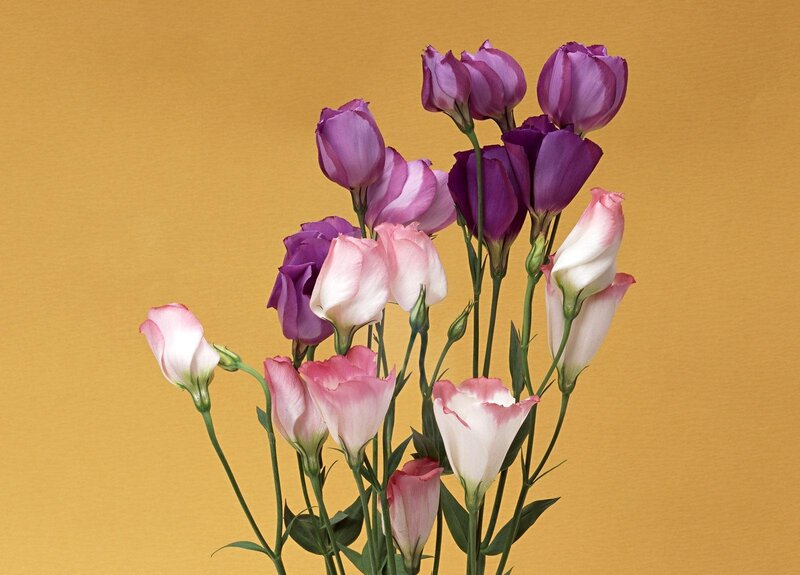 purple and pink flowers