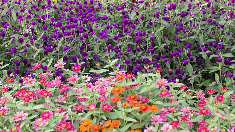 Purple and Pink Flowers — Vibrant, Afternoon, Photograph, Green Leaves