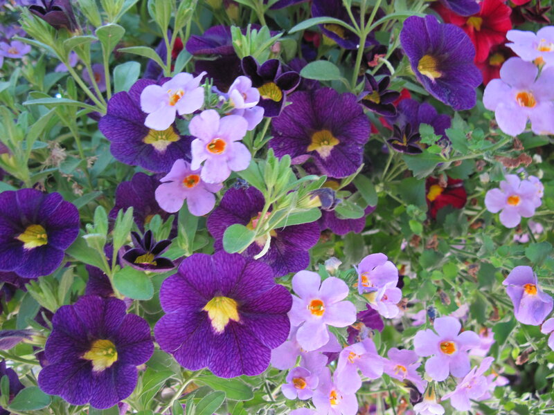 Purple and Pink Flowers — Vibrant, Afternoon, Photograph