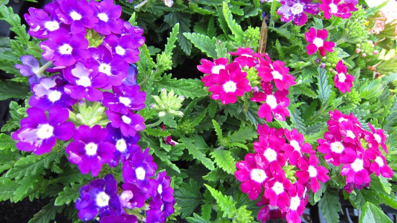 Purple and Pink Flowers — Vibrant, Afternoon