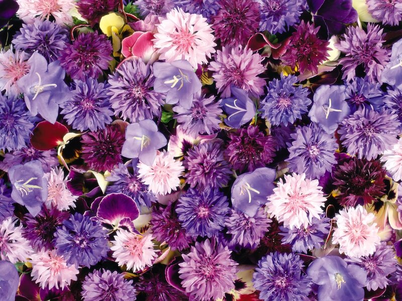Purple and Pink Flowers — Vibrant, Photograph, Petals
