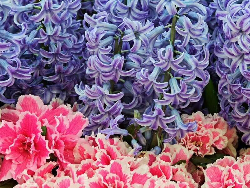 Purple and Pink Flowers — Vibrant, Spring, Photograph, Petals
