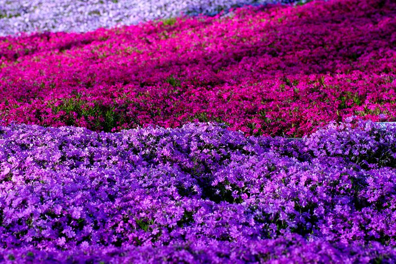 Purple and Pink Flowers — Vibrant, Spring, Photograph