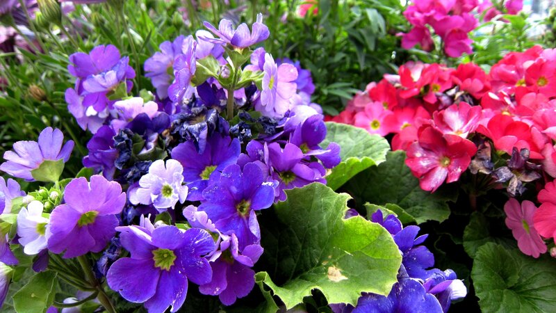 Purple and Pink Flowers — Vibrant, Spring