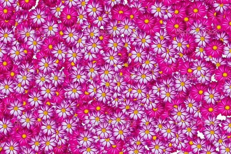 Purple and Pink Flowers — Vibrant