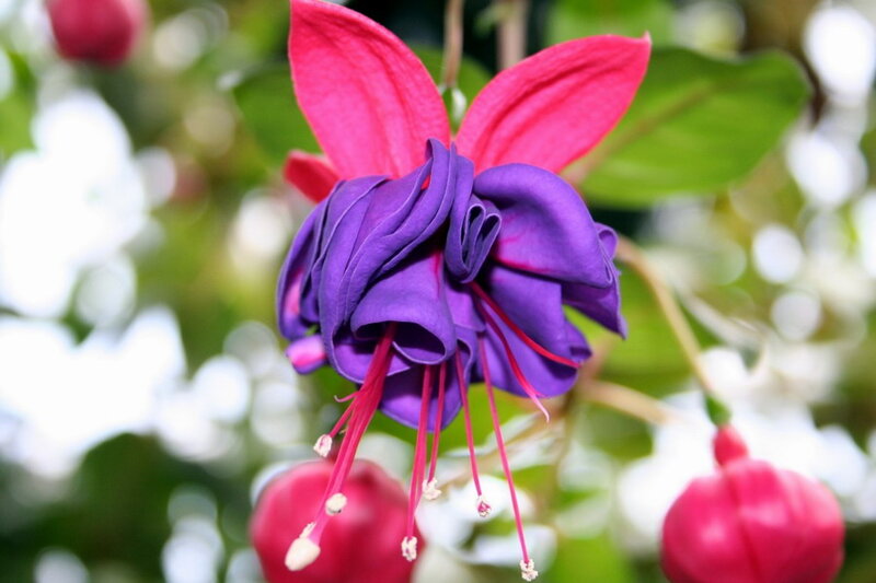 Purple and Pink Fuchsia Flower — Serene