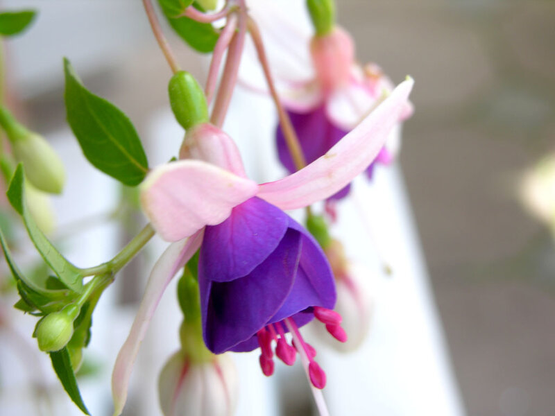 Purple and pink fuchsia flower