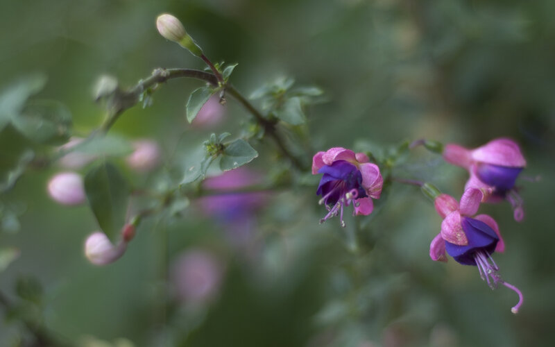 Purple and pink fuchsia flowers