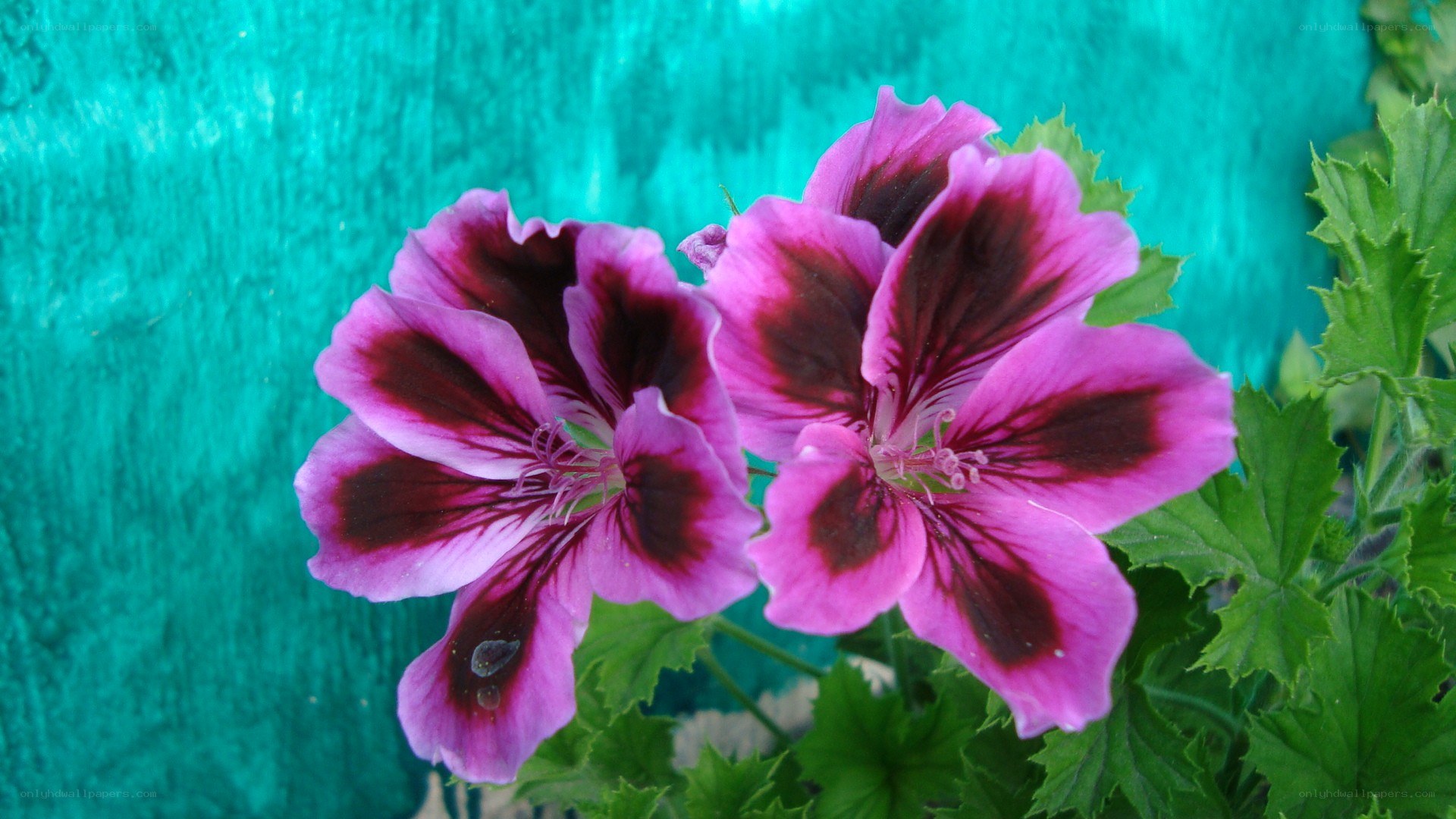 purple and pink geranium flowers