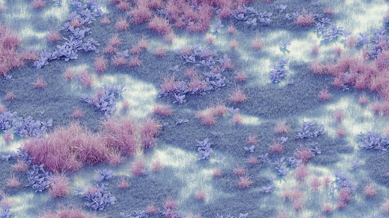 Purple and Pink Grass