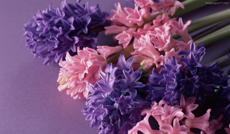Purple and Pink Hyacinth Flowers — Calm