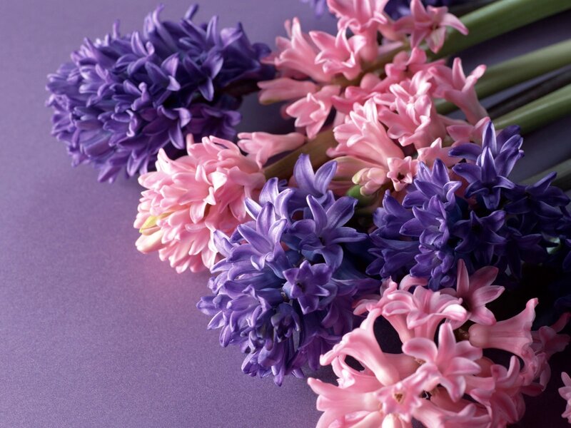Purple and pink hyacinth flowers