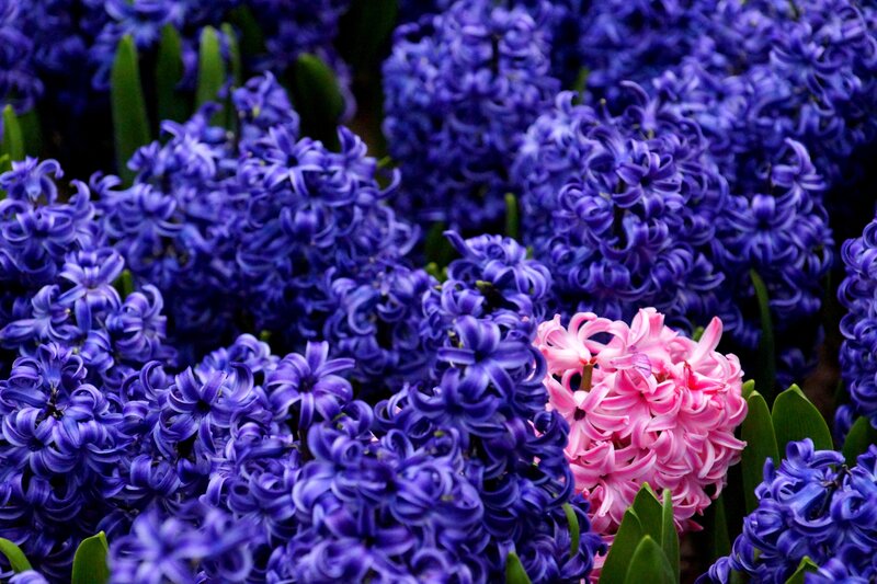 Purple and Pink Hyacinths — Calm, Spring