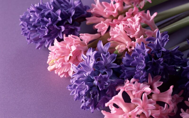 Purple and Pink Hyacinths — Calm
