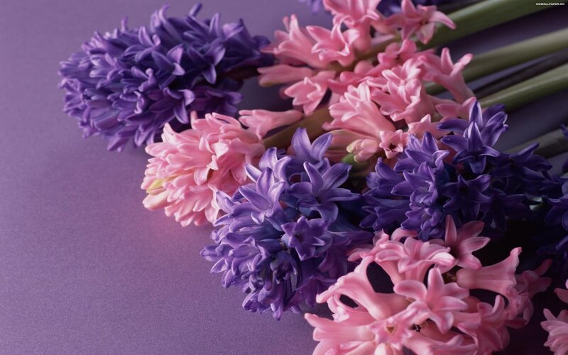Purple and Pink Hyacinths