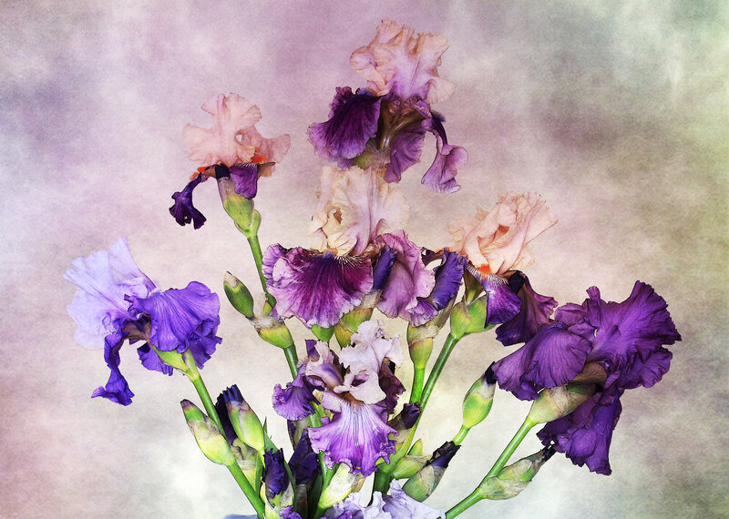 Purple and Pink Irises