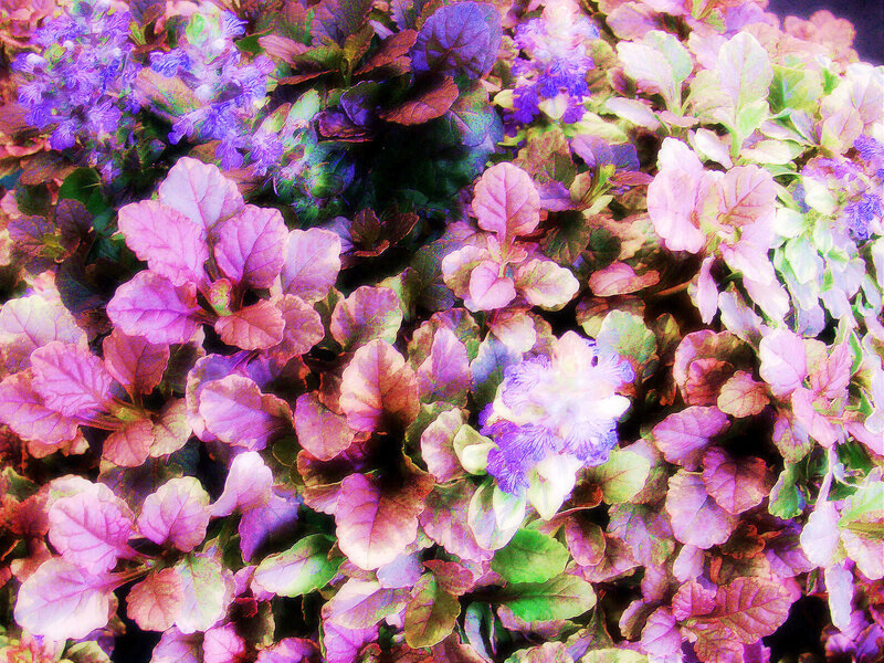Purple and Pink Leafy Plant